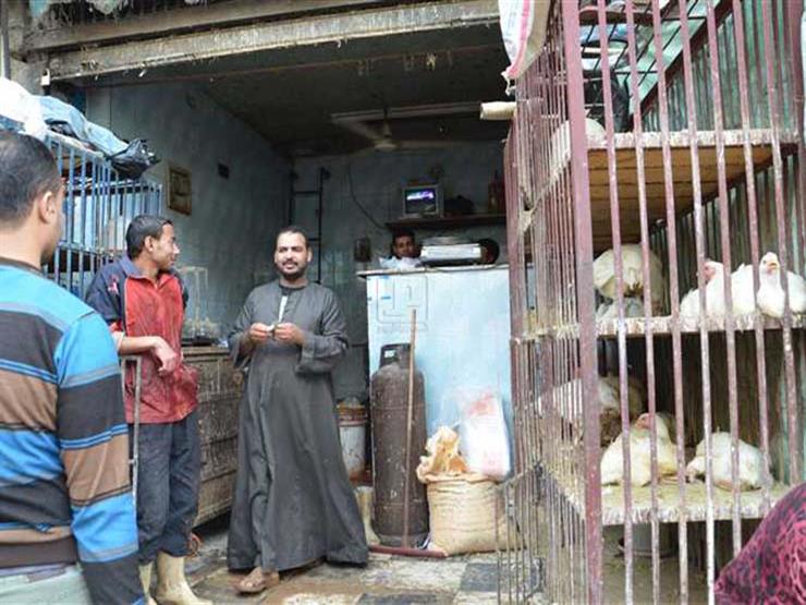 "عايزين الناس تفرح".. شعبة الدواجن تكشف أسباب تأجيل حظر تداول الطيور الحية