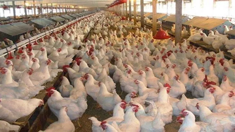 صورة الخبر