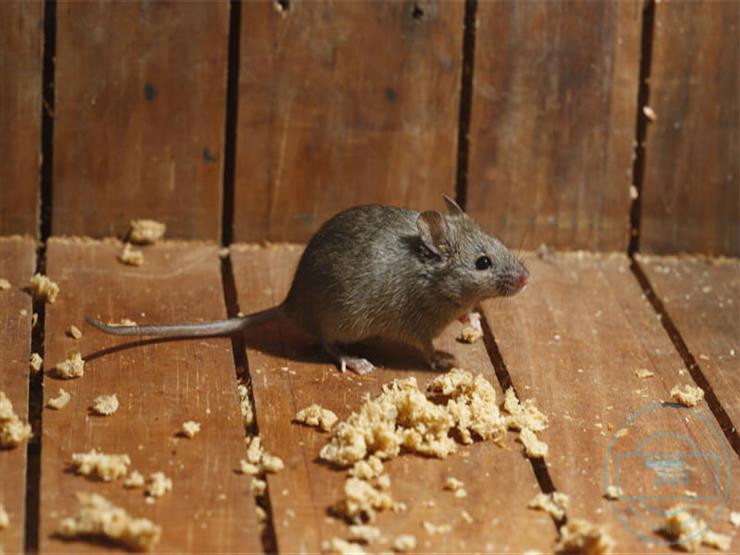 بعيدًا عن الكيماويات.. 5 طرق طبيعية للقضاء على فئران المنزل بسهولة