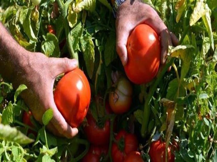 نقيب الفلاحين معقبًا على أزمة الطماطم المصابة: "مفيش فلاح هياخد جنيه" 