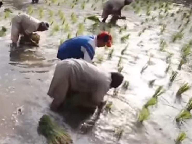 "شعبة الأرز" تتفق مع المزارعين على توريد 35 ألف طن شهريًّا
