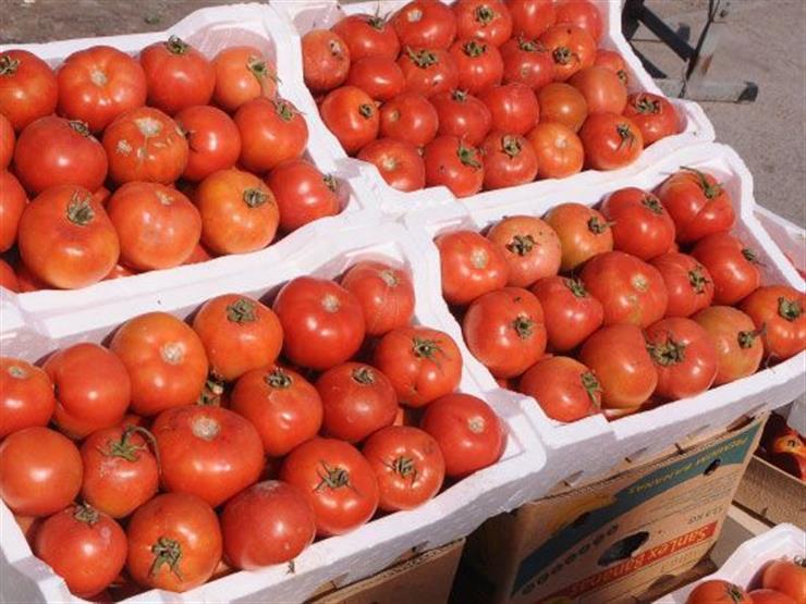 شعبة الخضروات تكشف سبب ارتفاع سعر الطماطم