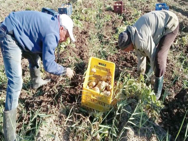 الشربيني: القوات المسلحة طرحت مساحات كبيرة من الأراضي لزراعة البطاطس