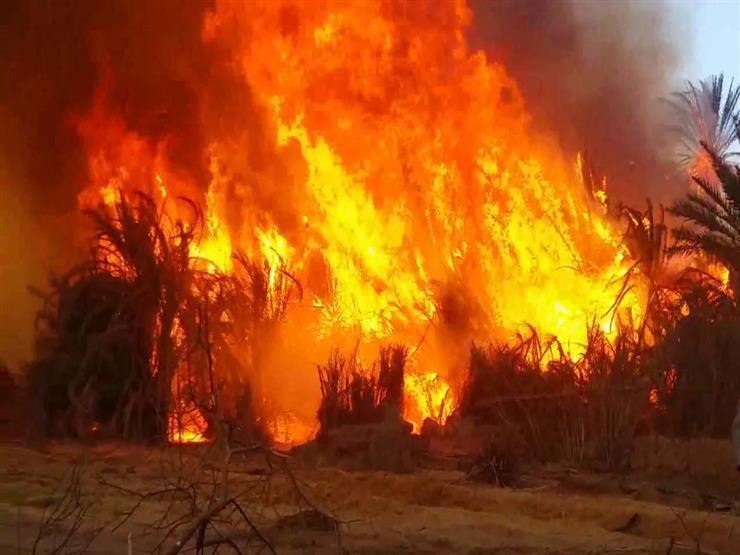 محافظ الوادي الجديد: 80% من نخيل حريق الراشدة غير منتج