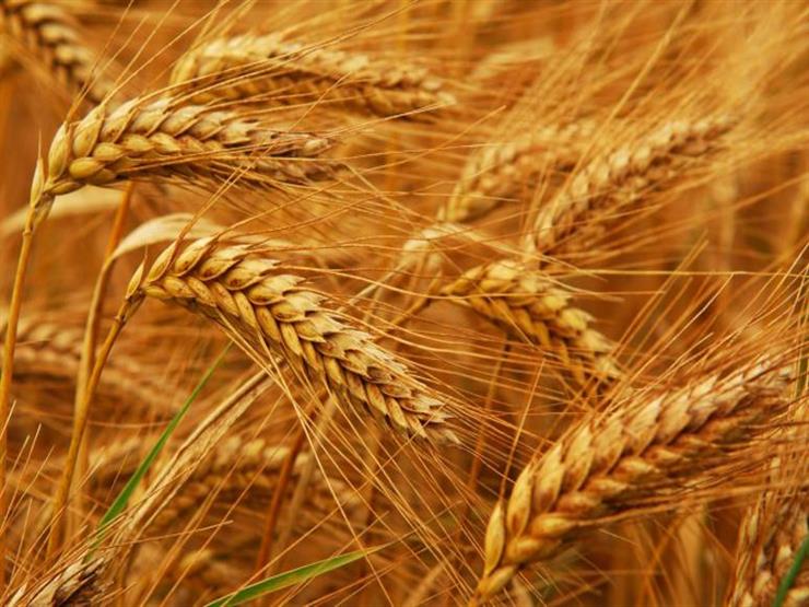 بأسمدة وأصناف تقاوي عالية الجودة.. "الزراعة" تبدأ موسم زراعة القمح