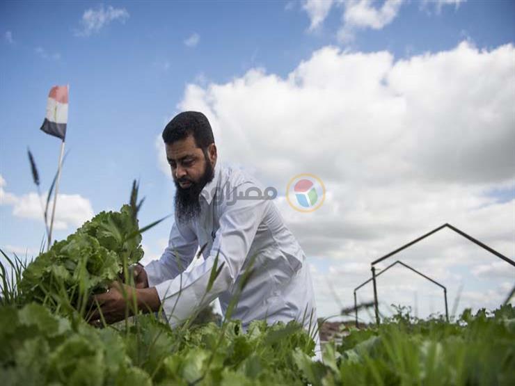 جانب من أعمال أهالي قرية نجع عون (1)