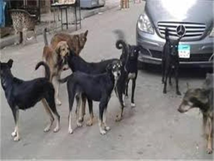 بعد الأزمة الأخيرة.. 5 شروط أساسية لتصدير الكلاب والقطط خارج مصر 