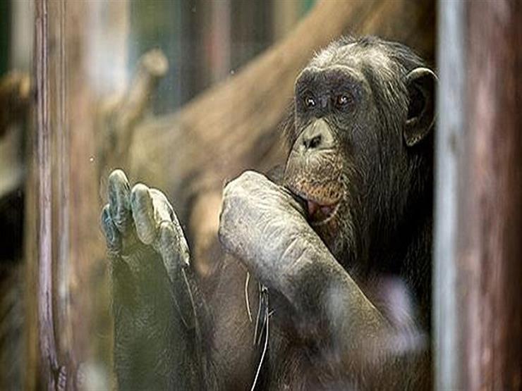 "حديقة الحيوان": نقدم كل أنواع الترفيه للشمبانزي حتى لا يصاب بالاكتئاب
