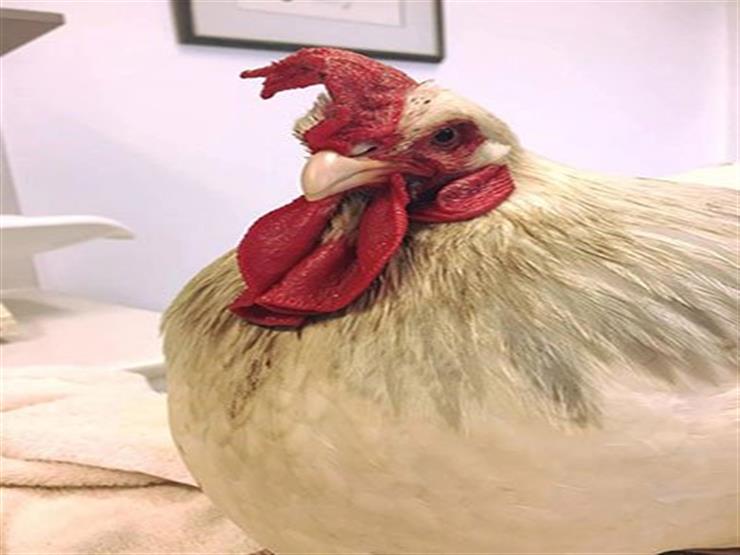 بالصور.. الدجاجة "أوليفيا" تتحول إلى "ديك".. والأطباء يتدخلون