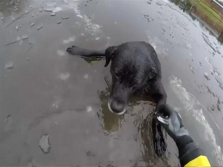بالفيديو..شاب ينقذ كلبًا عالقًا بنهر متجمد