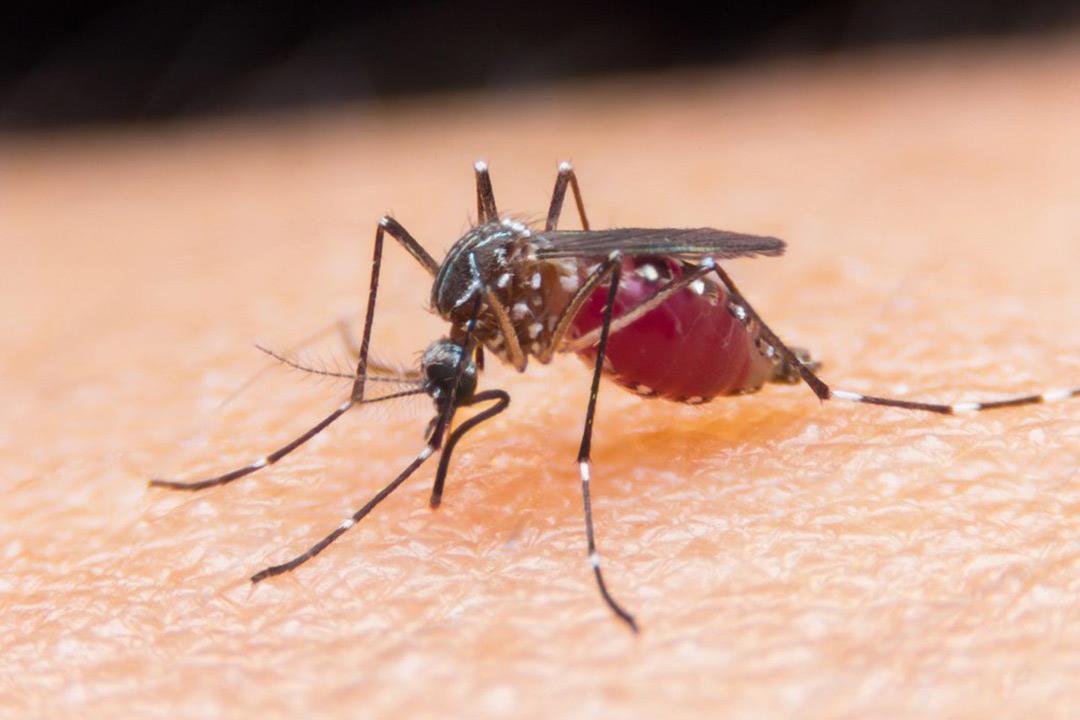 علاج جديد يقضي على الملاريا