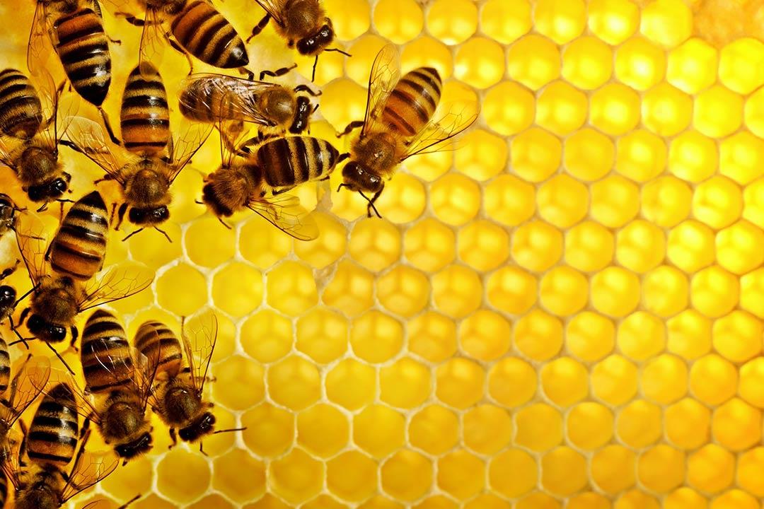 النحل يساعد على فهم آلية صنع القرار بالعقل البشري