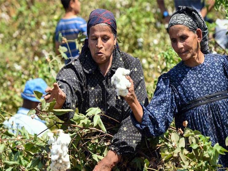 رغم الزيادة التي أعلنتها الحكومة.. مطالب برفع سعر ضمان القطن إلى 3500 جنيه رغم الزيادة التي أعلنتها الحكومة.. مطالب برفع سعر ضمان القطن إلى 3500 جنيه