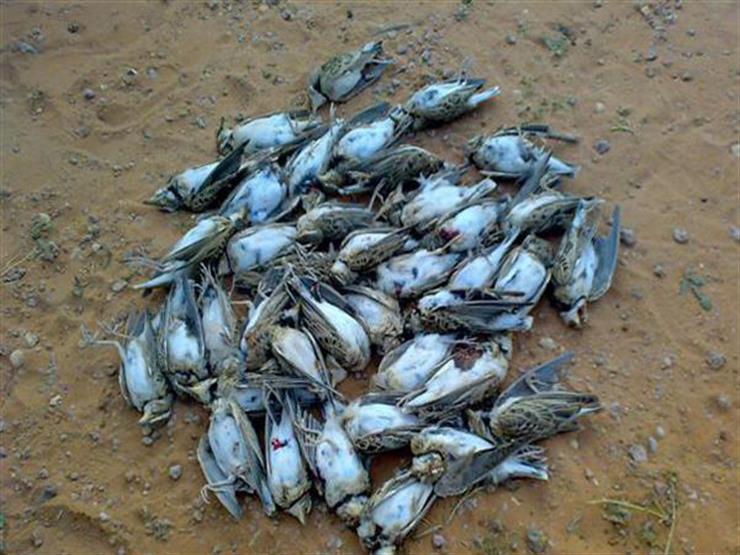 مقتل أكثر من 260 ألف من الطيور بسبب القاعدة العسكرية البريطانية في قبرص