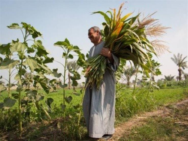 نقابة الفلاحين: المنيا ستكون عاصمة مصر الزراعية الأولى