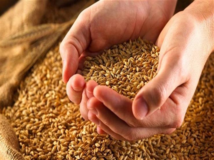 وكيل "زراعة النواب": سعر طن توريد القمح للحكومة أقل من العالمي -فيديو