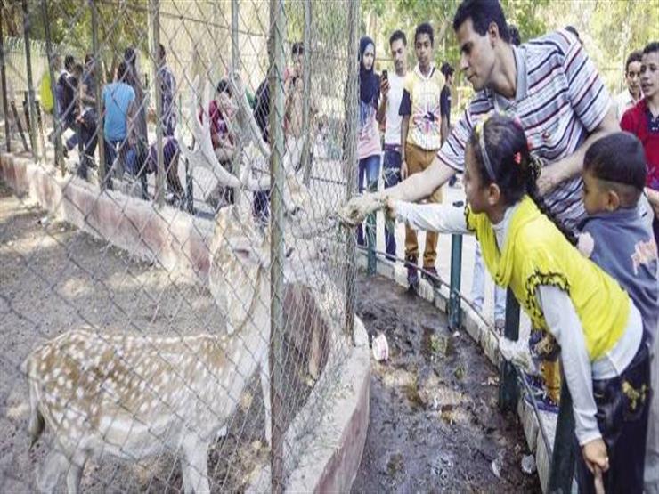 مدير حدائق الحيوان محذرًا: "الحيوانات مش بتاكل فسيخ ورنجة" 