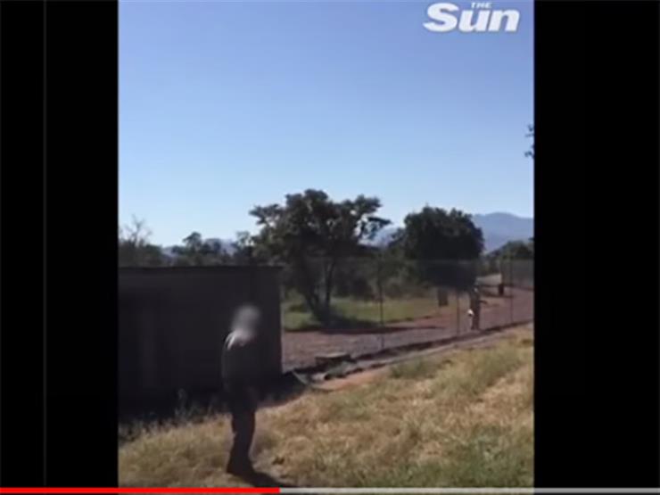 فيديو صادم.. أسد يسحل مالك حديقة في جنوب إفريقيا