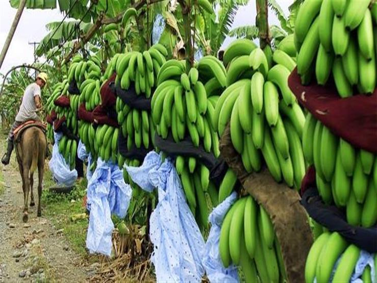 الزراعة: الري بالتنقيط شرط زراعة الموز بالأراضي المستصلحة - فيديو