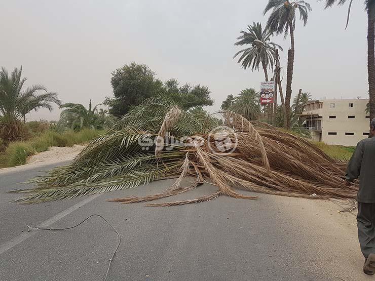  وفاة مسن سقطت عليه نخلة بسبب العاصفة في قنا 