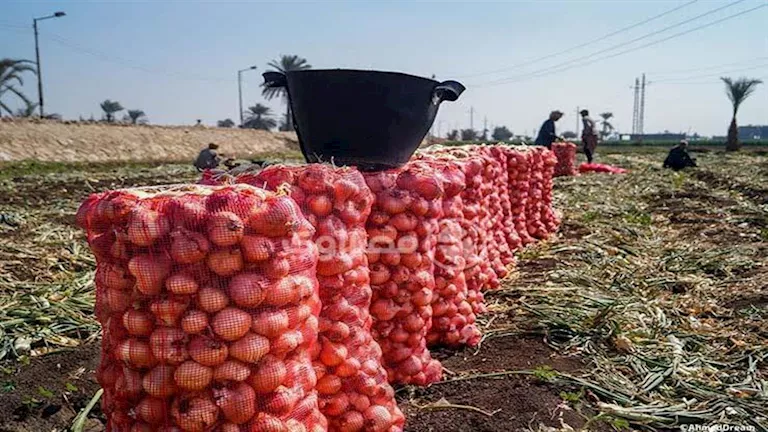 صورة الخبر