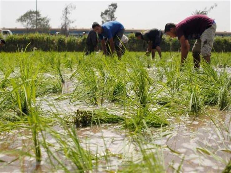 متحدث الزراعة: استنبطنا أنواع جديدة من الأرز تستهلك كميات قليلة من المياه - فيديو