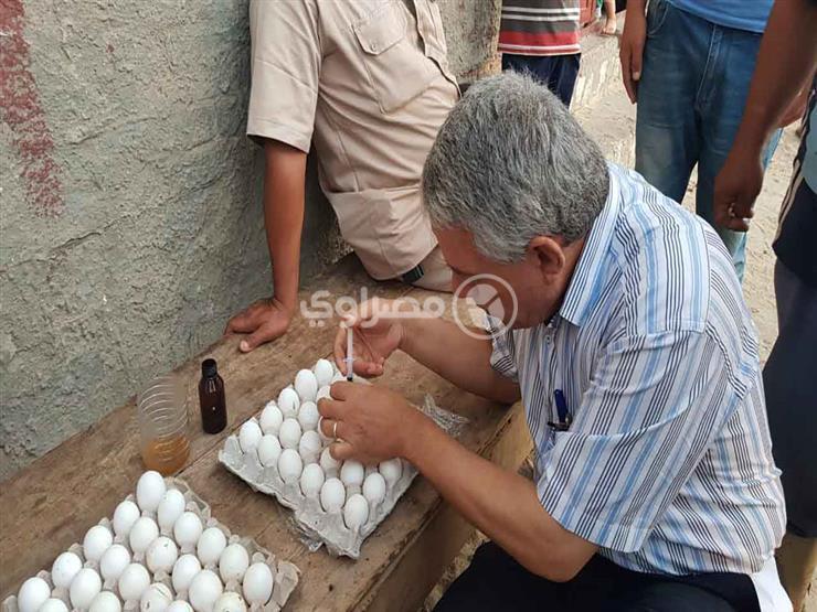 سكرتير المنوفية: نواجه الثعابين بـ"البيض المسمم وأحشاء الفراخ" - فيديو