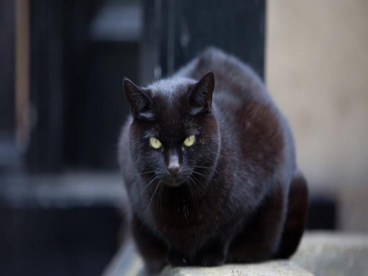 ما السبب وراء ظن البعض بأن القطة السوداء "عفريت"؟ | مصراوى