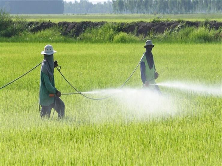 "الزراعة": 3 سنوات حبس وغرامة 500 ألف جنيه حال ضبط مبيدات مغشوشة قريبًا