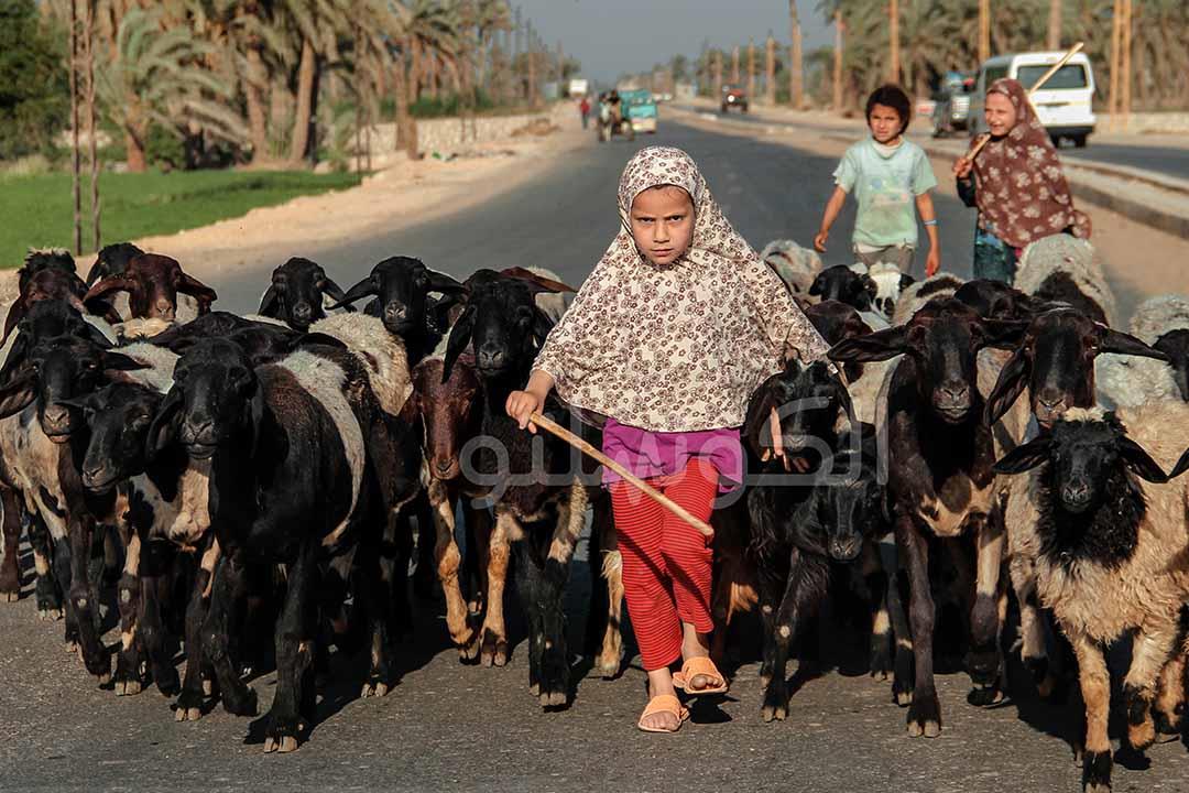 أمراض تسببها ملامسة الطفل لفروة الخروف.. بينها الجرب