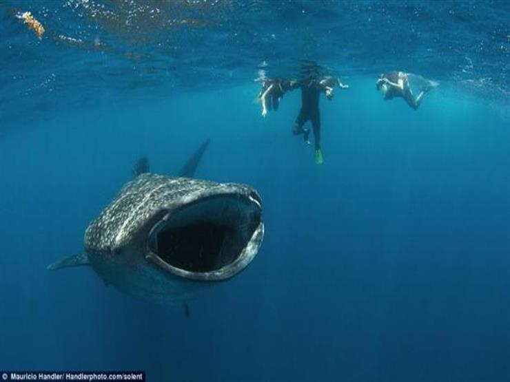 "حماية البيئة" عن ظهور القرش الحوتي بالغردقة: صديق للإنسان وجاذب للسياحة -فيديو