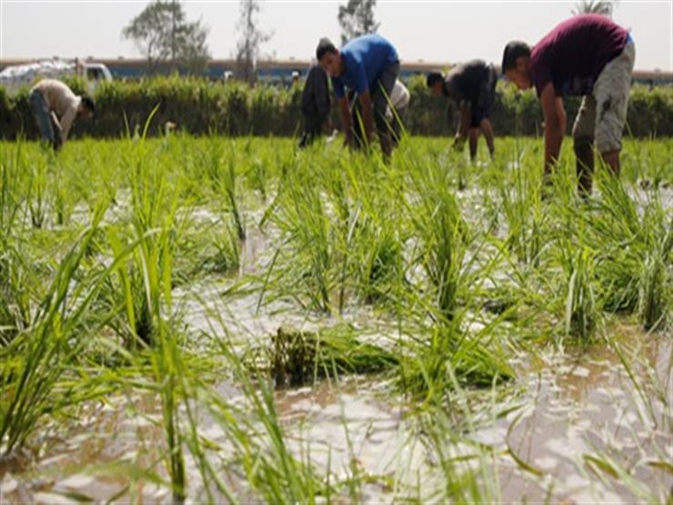 الزراعة: استنباط أصناف أرز جديدة لترشيد استخدام المياه -فيديو