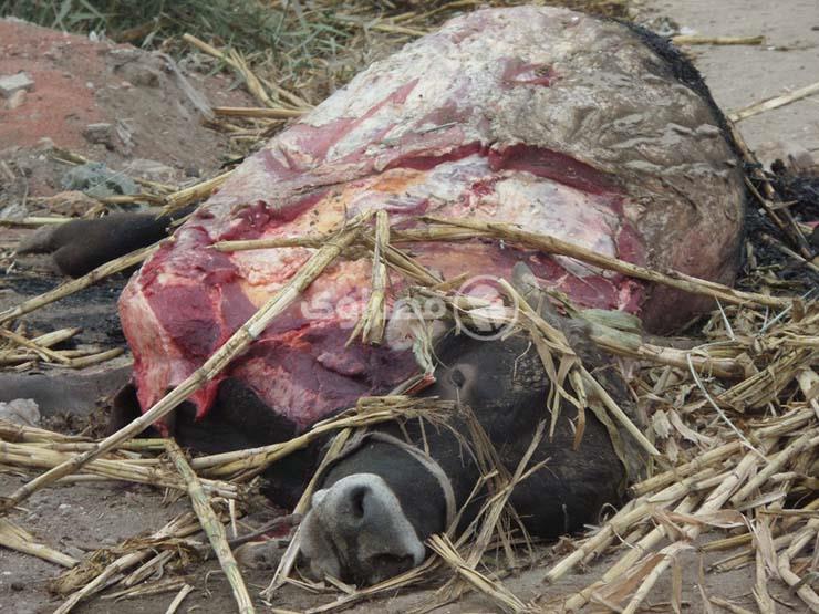 ذبح عجل نافق بمدينة الطور.. الطب البيطري بجنوب سيناء يعلق
