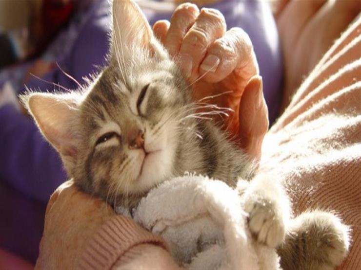 لقاح جديد ضد حساسية القطط- ما مدى فعاليته؟