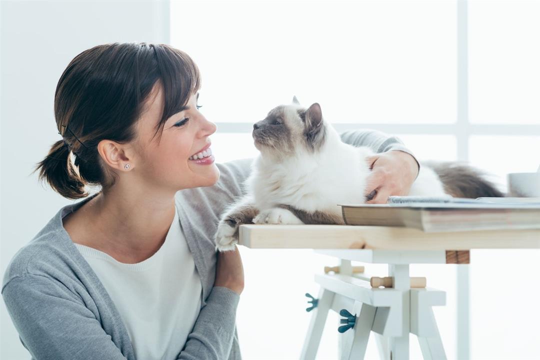 هل تربية القطط تصيبك بالأمراض؟