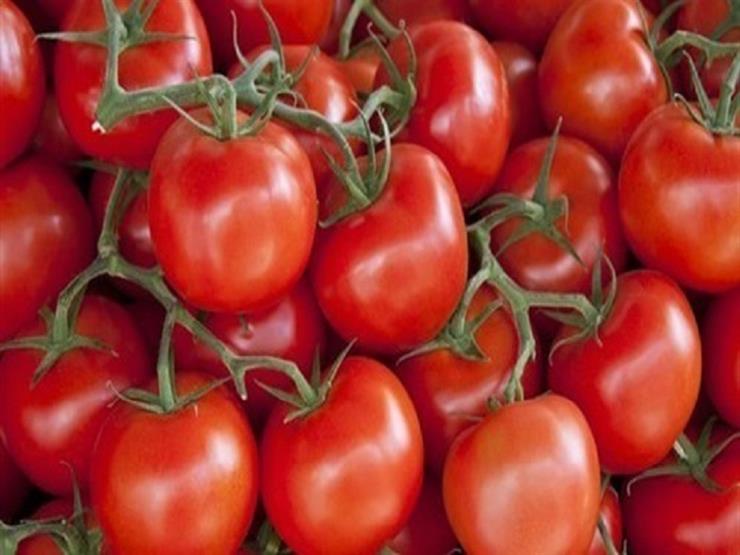 متحدث الزراعة: الطماطم المصابة بفيروس "تجعد الأوراق" ليس لها علاج - فيديو