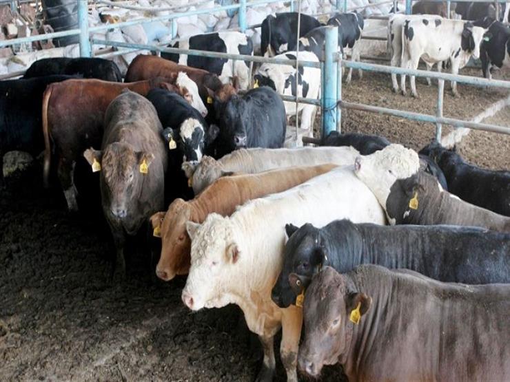 الزراعة: انخفاض أسعار اللحوم 20% عن العام الماضى بسبب مشروع البتلو