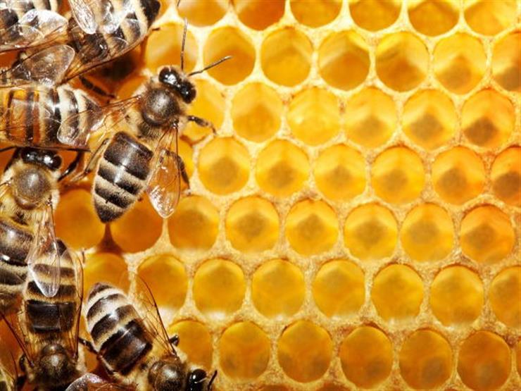 رئيس "النحالين العرب": مصر بها أنواع عسل مختلفة لطبيعة مناخها