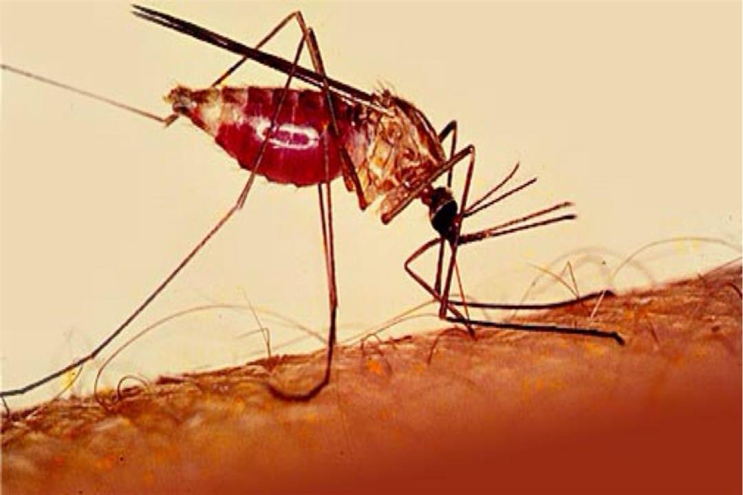 بعد إصابة 6 أشخاص..تعرف على أعراض الملاريا | الكونسلتو