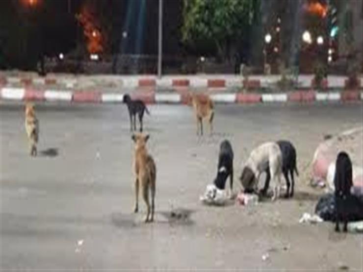 "محلية النواب": متخصصة أجنبية أكدت جودة الكلاب الضالة المصرية في الحراسة