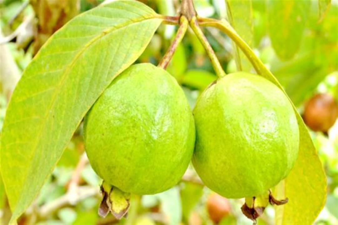 ما هو سر أوراق الجوافة.. الفاكهة الرخيصة الخارقة