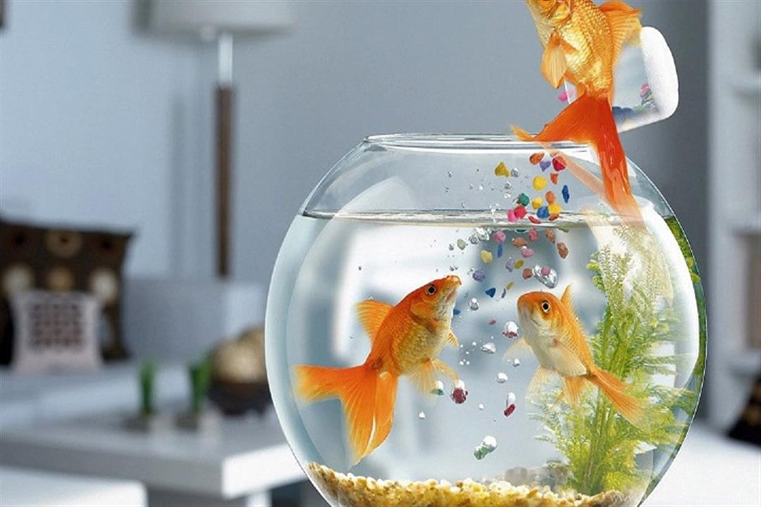 778884_fish-tank-desktop-backgrounds-wallpapers-hd-base_1920x1080_h