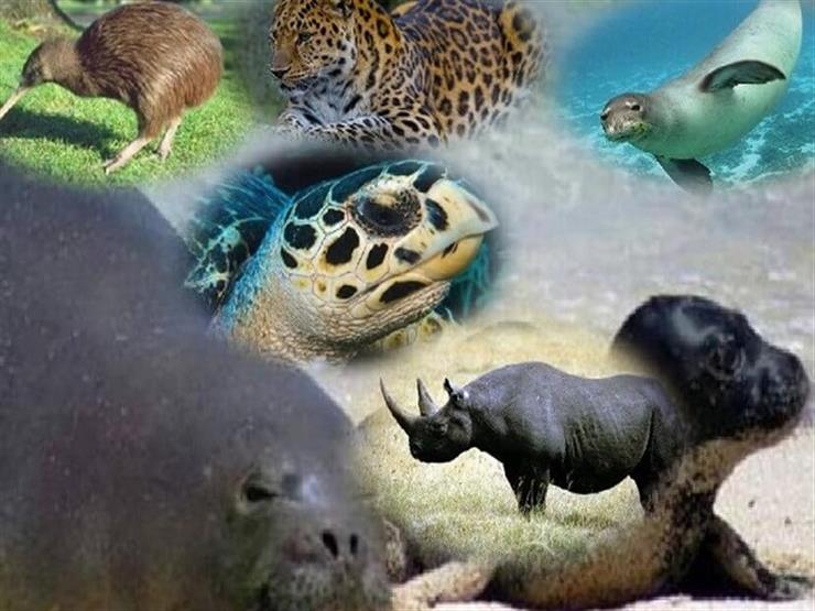 تقرير أممي: مليون فصيلة من الحيوانات معرضة للانقراض