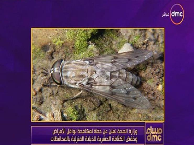 "أكثر ضررًا من الناموسة 10 مرات".. خبير طفيليات يكشف أضرار "ذبابة الحصان"