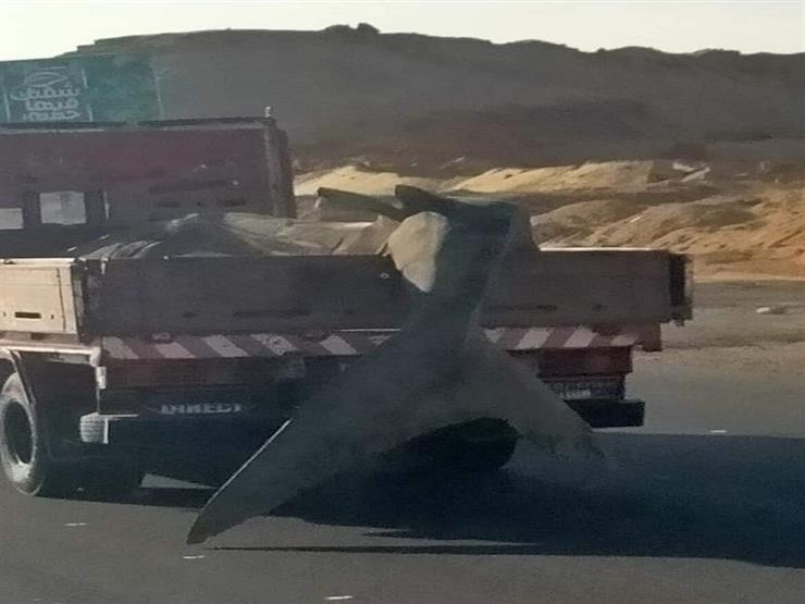 خبير بيئي: "القرش الحوتي" خارج مصر دخله يُقدر بـ50 مليون دولار سنويًّا