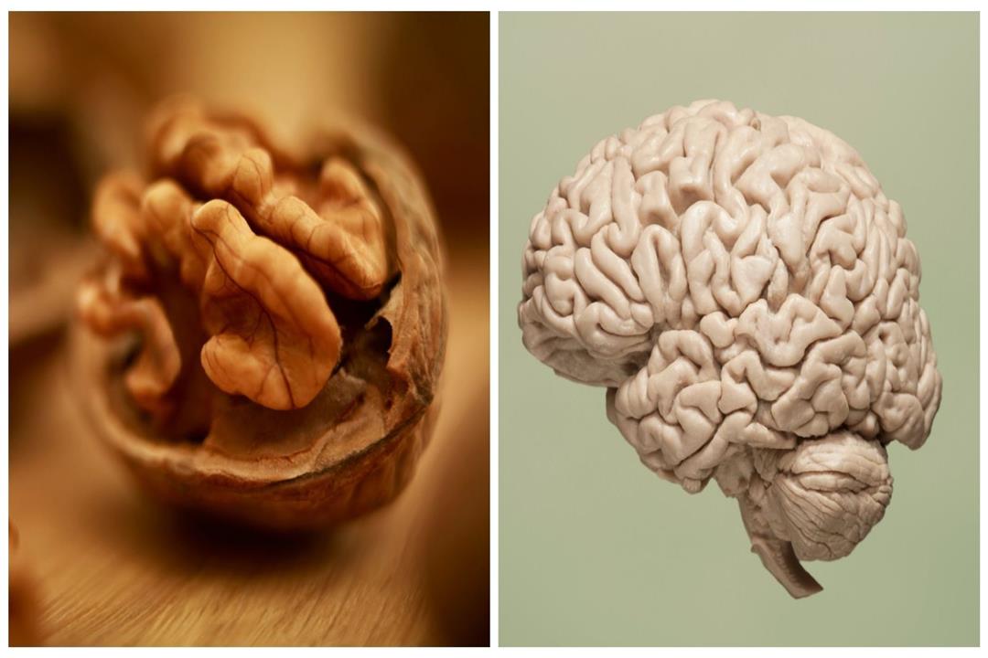 عين الجمل والمخ