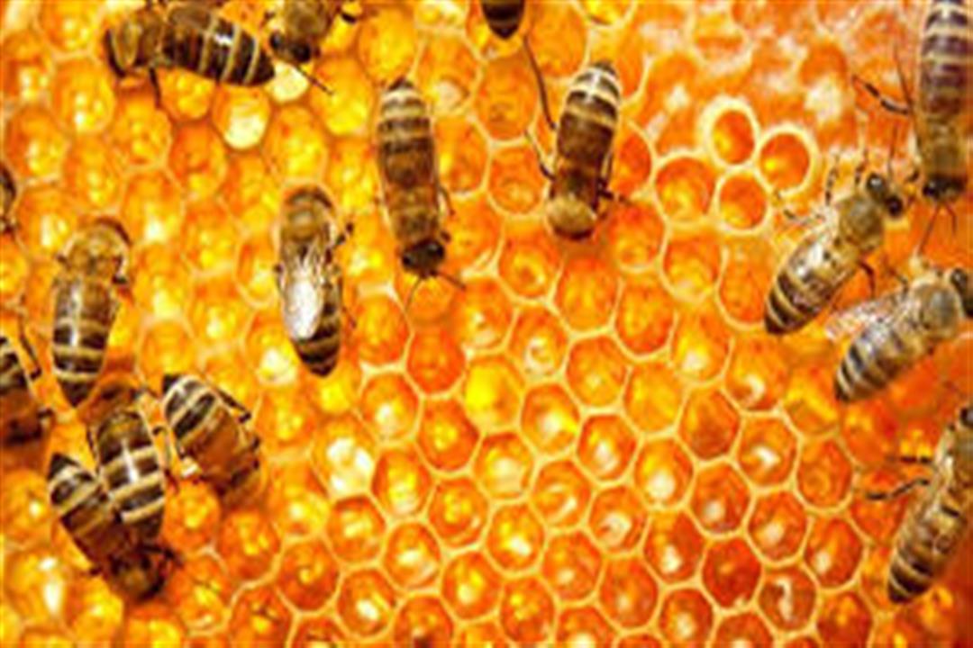  منها عسل البرسيم.. إليك أنواع العسل وفوائده الصحية (صور)