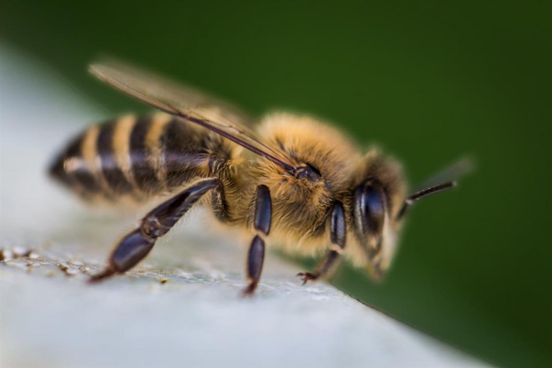 طريقة جديدة لعلاج الضغط المرتفع باستخدام النحل.. تعرفوا عليها