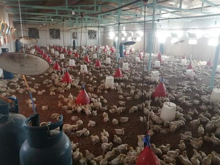 محافظ الوادي الجديد يتفقد مشروع إنتاج داجني بغرب الموهوب | مصراوي
