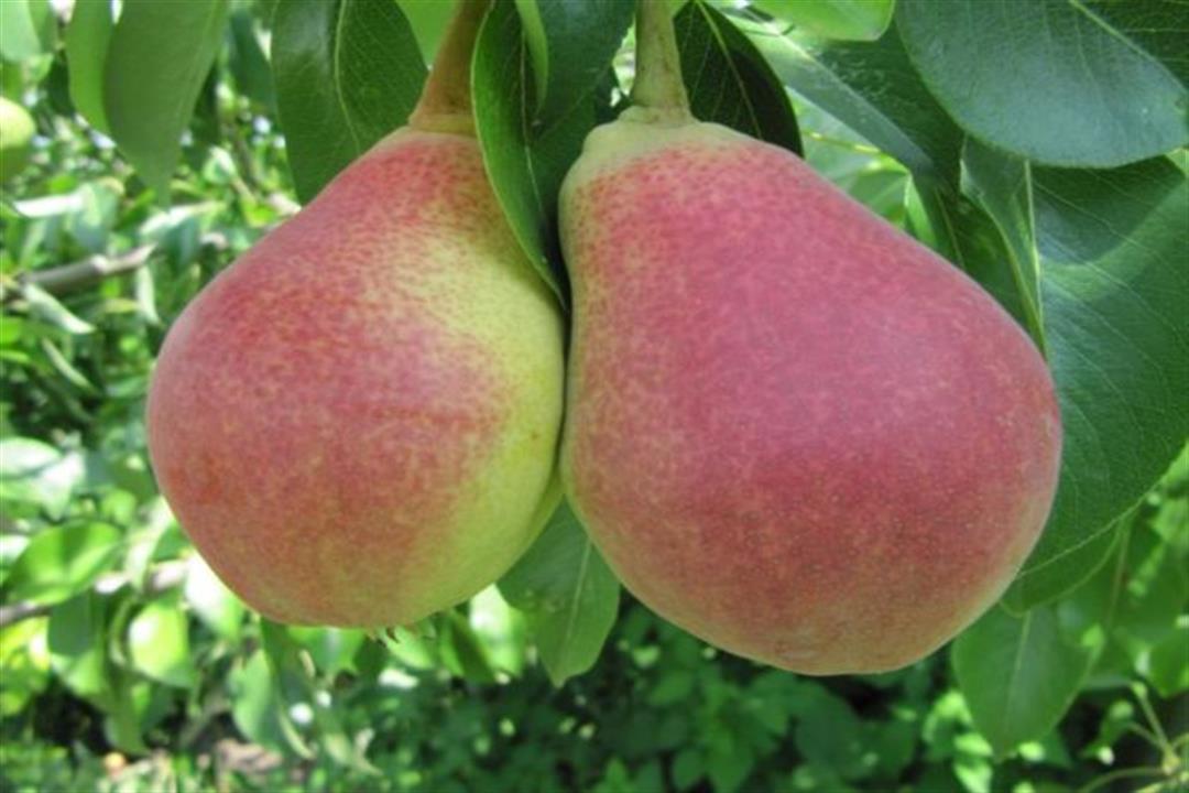 أبرزها فقدان الوزن.. 5 أسباب تجعلك تعشق تناول الكمثرى3